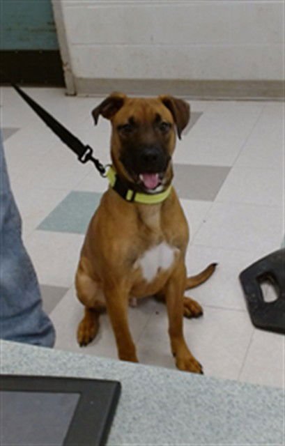 ACE - American Pit Bull Terrier available for adoption