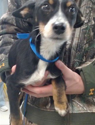 A468328 - Australian Cattle Dog/Blue Heeler available for adoption