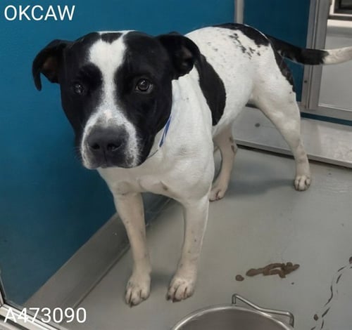 SNOOP - Pit Bull Terrier available for adoption