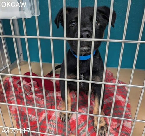 A473117 - Rottweiler available for adoption