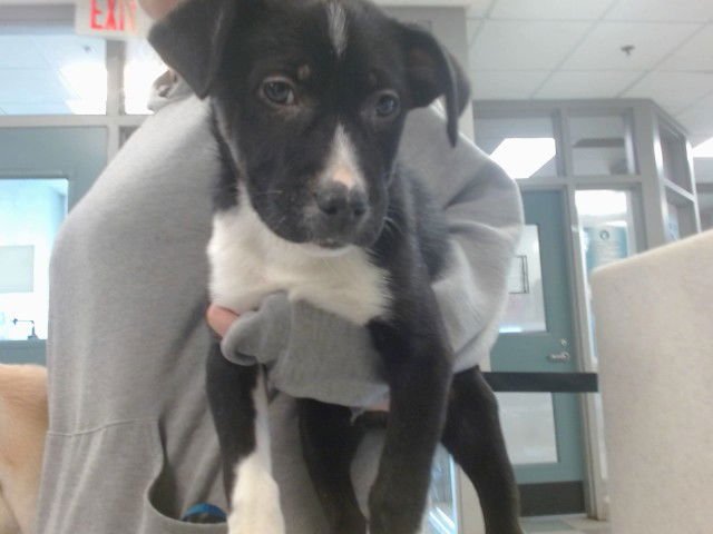 A469122 - Anatolian Shepherd available for adoption