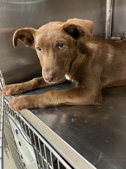 A468341 - German Shepherd Dog available for adoption