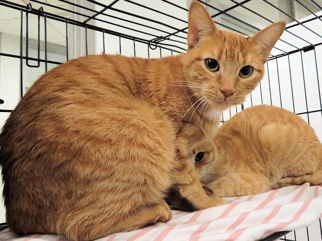 RED - Domestic Short Hair available for adoption