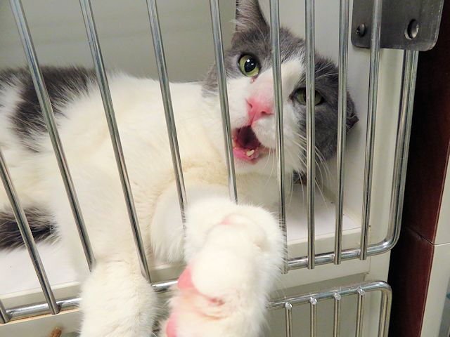 SIMBA - Domestic Short Hair available for adoption