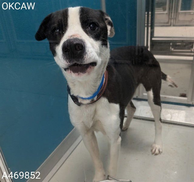 NOCKO - Hound available for adoption