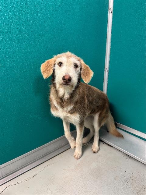 ROSE - Terrier available for adoption