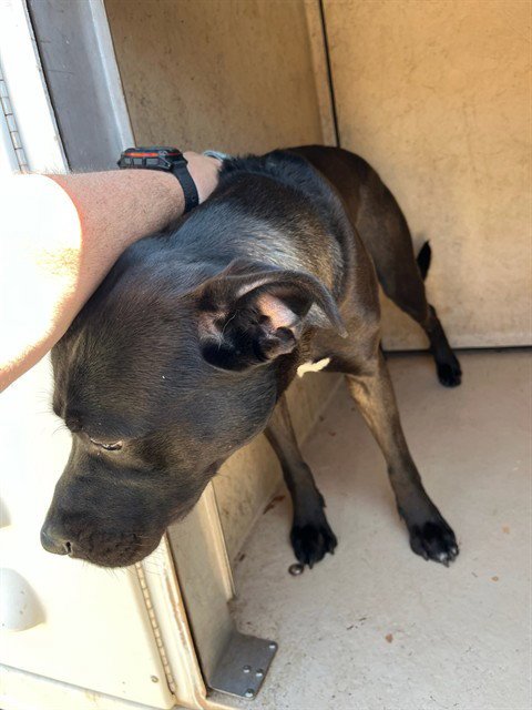 A474633 - Pit Bull Terrier available for adoption