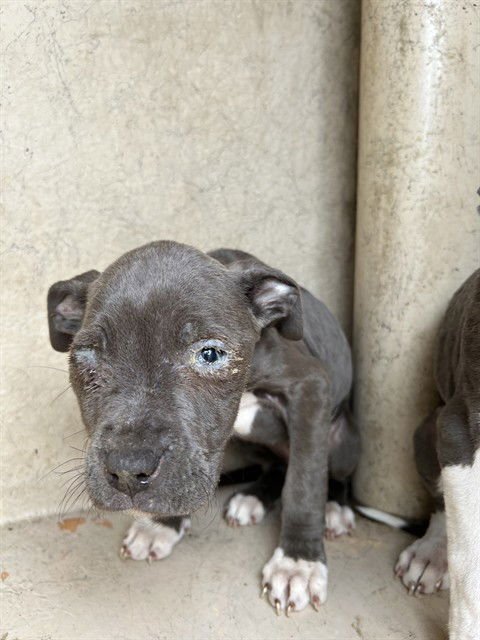 A469897 - Pit Bull Terrier available for adoption