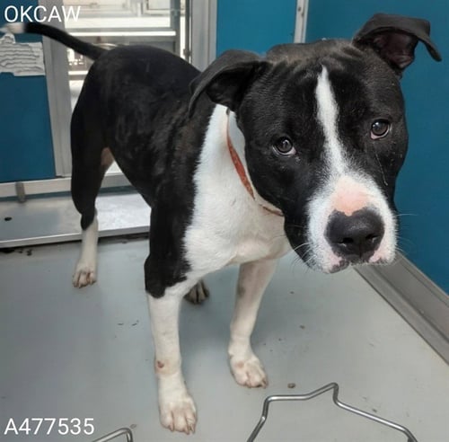 KEENAN - Pit Bull Terrier for adoption in Oklahoma City