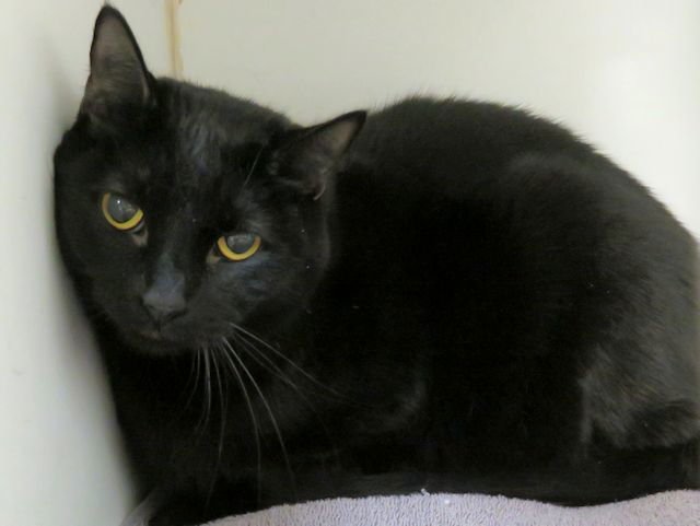 A468198 - Domestic Short Hair available for adoption