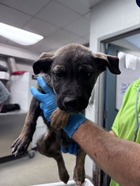 ORION - Pit Bull Terrier / Labrador Retriever available for adoption