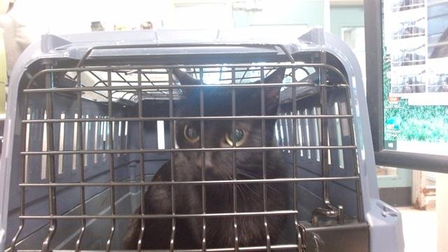 MIDNIGHT - Domestic Short Hair available for adoption