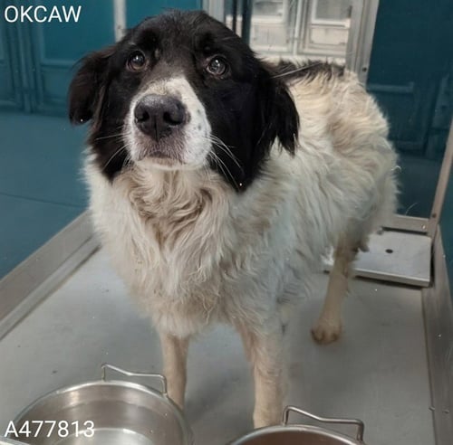 NIKKI - Border Collie / Australian Shepherd available for adoption