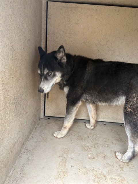 ZYA - Siberian Husky available for adoption