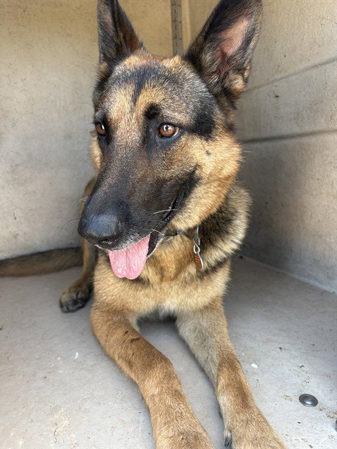 BUDDY Image
