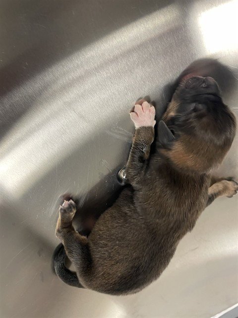 TANK - Rottweiler available for adoption