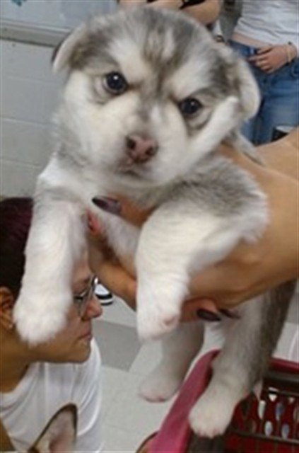 BLAZE - Siberian Husky available for adoption