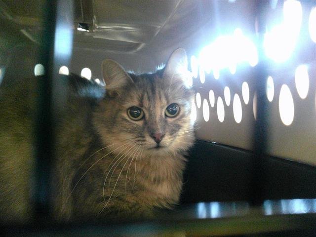 A468275 - Domestic Short Hair available for adoption