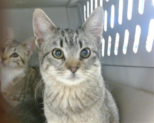 A469073 - Domestic Short Hair available for adoption