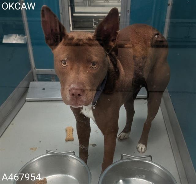 A467954 - Pit Bull Terrier available for adoption