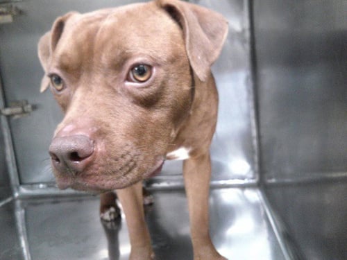 BENNY - American Pit Bull Terrier available for adoption