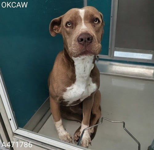 IZZY - Pit Bull Terrier / Australian Cattle Dog/Blue Heeler available for adoption