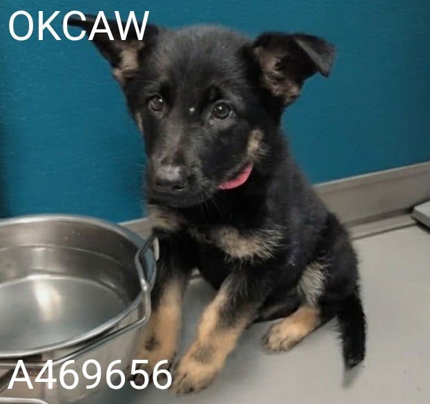 A469656 - German Shepherd Dog available for adoption