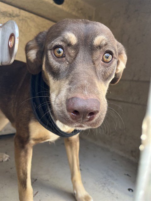 MISSY - Doberman Pinscher available for adoption