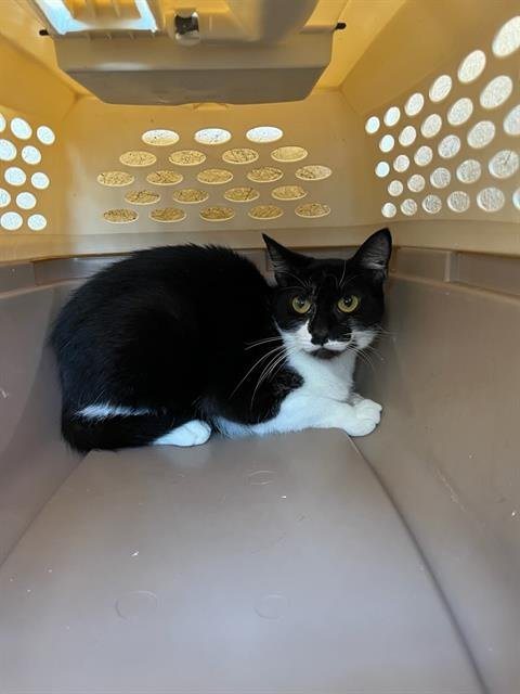 A469432 - Domestic Short Hair available for adoption