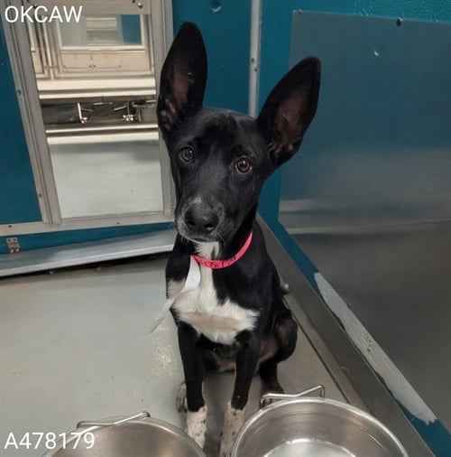 NEFERET - Pharaoh Hound available for adoption