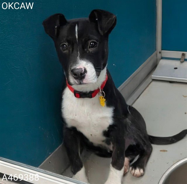 A469388 - Pit Bull Terrier available for adoption