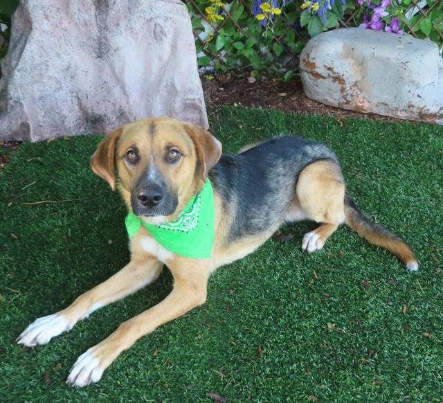 TANK - German Shepherd Dog available for adoption