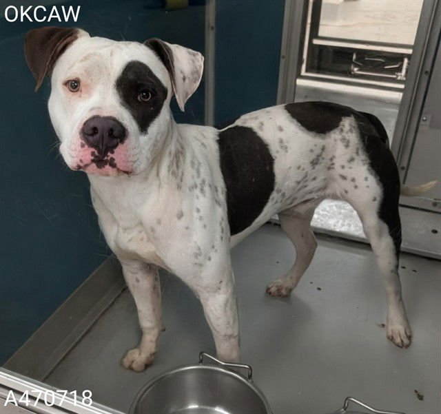 SPOTTY - American Bulldog available for adoption
