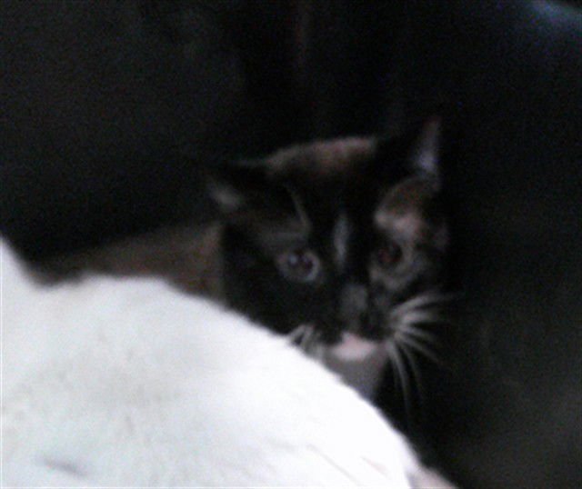 REX - Domestic Short Hair available for adoption