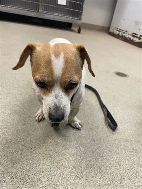 A468867 - Chihuahua available for adoption