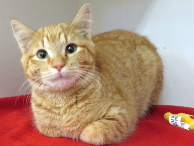 A468606 - Domestic Short Hair available for adoption