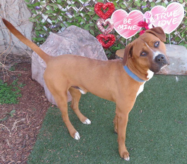 STEVE - Black Mouth Cur available for adoption