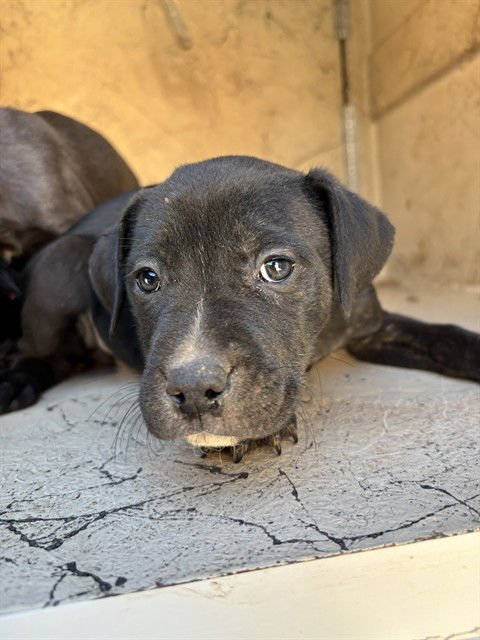 A468697 - Pit Bull Terrier available for adoption