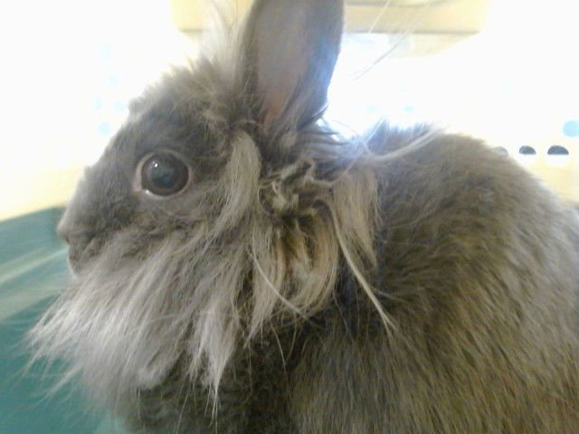 LUCHELL - Longhaired Rabbit available for adoption