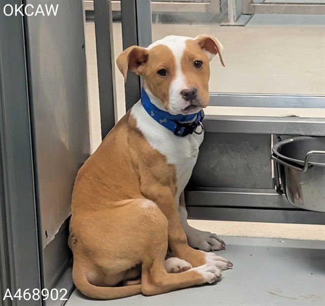 TITAN - American Pit Bull Terrier available for adoption