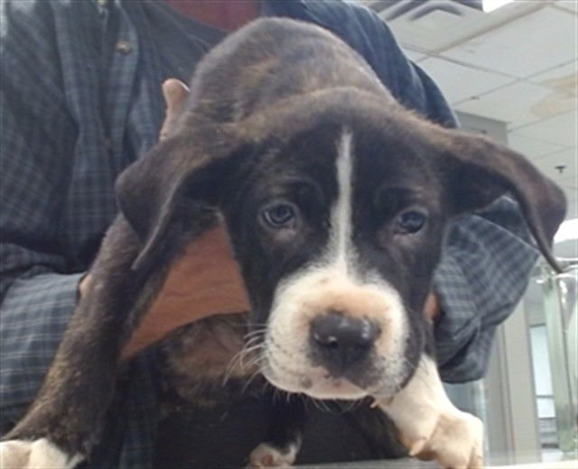 A469782 - American Pit Bull Terrier available for adoption