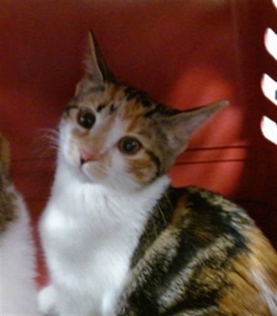 A468979 - Domestic Short Hair available for adoption