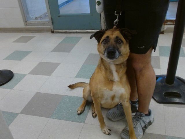 MYRA - German Shepherd Dog available for adoption