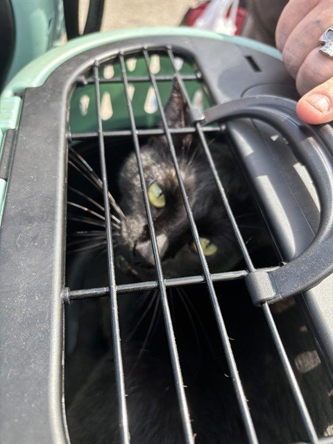 MIDNIGHT - Domestic Short Hair for adoption in Norman