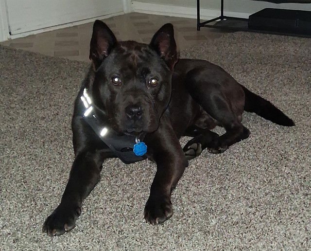 YOSHI - Chow Chow available for adoption