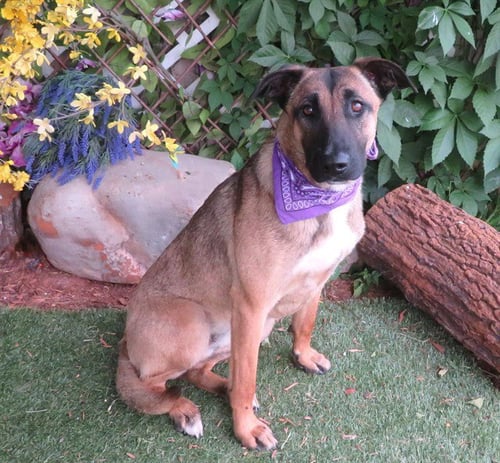 GINA - Belgian Shepherd Malinois available for adoption