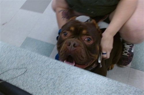 BLAZE - American Pit Bull Terrier available for adoption