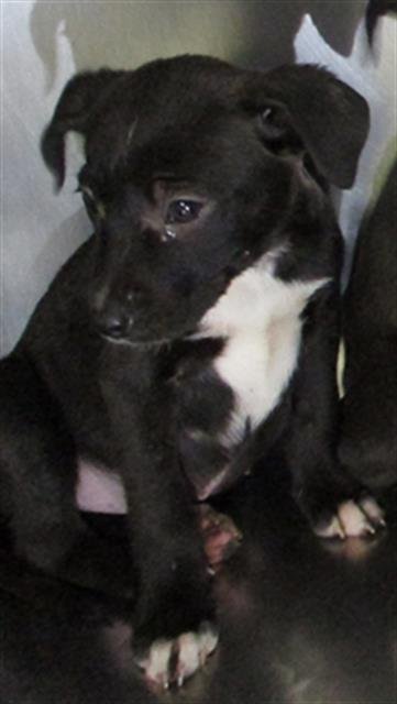 A469382 - Pit Bull Terrier available for adoption