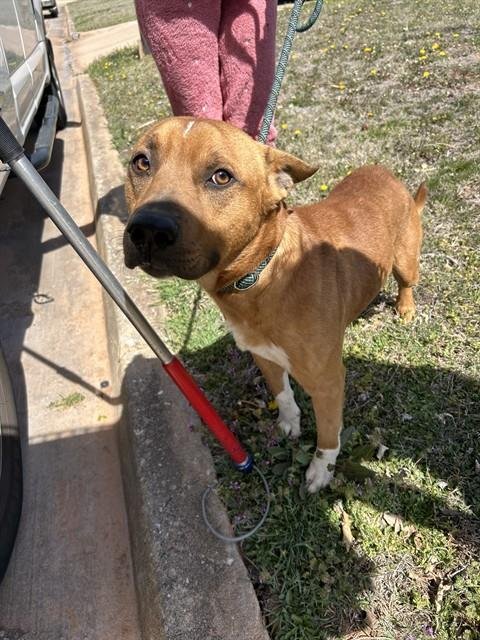 RODGER - Canaan Dog available for adoption