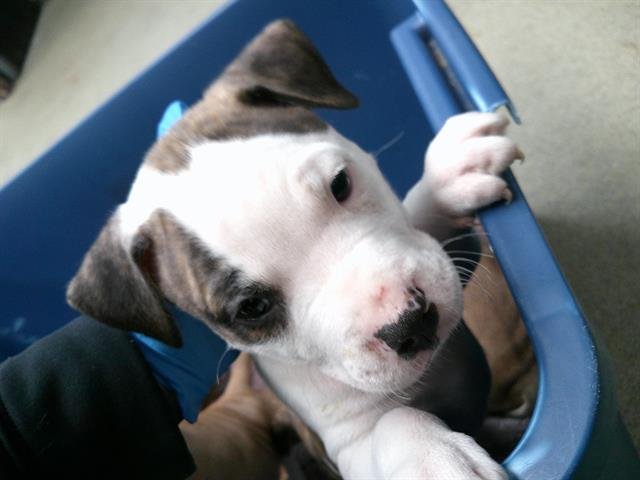 A469903 - American Pit Bull Terrier available for adoption